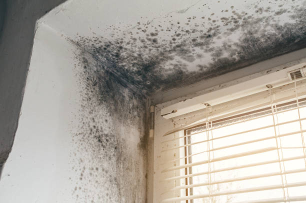 Affordable Basement Mold Removal solutions in Hyde Park, MA
